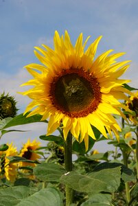 Agriculture summer yellow