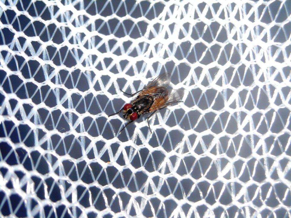 Flies mosquito nets white