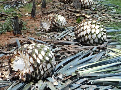 Agavoideae plants tequila