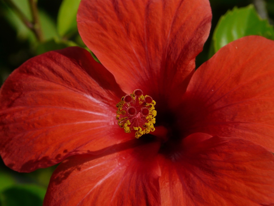 Malvaceae ornamental plant ornamental flower