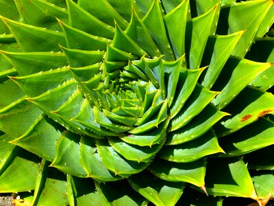 Spiralaloe leaves spiral