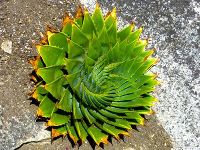 Spiralaloe leaves spiral
