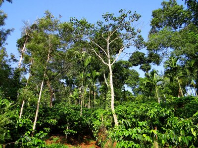 Kodagu india tree photo