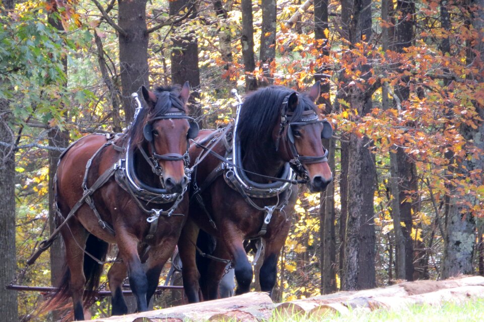 Animal stallion domestic