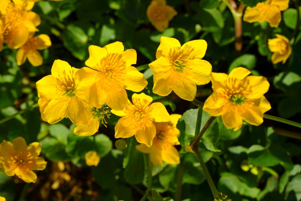 Hahnenfußgewächs ranunculaceae marsh-marigold