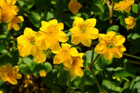 Hahnenfußgewächs ranunculaceae marsh-marigold
