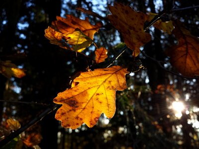 Autumn flora leaf photo