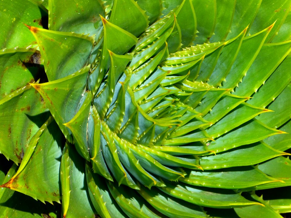 Spiralaloe leaves spiral
