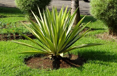 Kodagu india plant