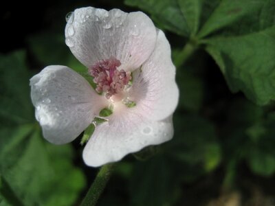 Plant natural blossom