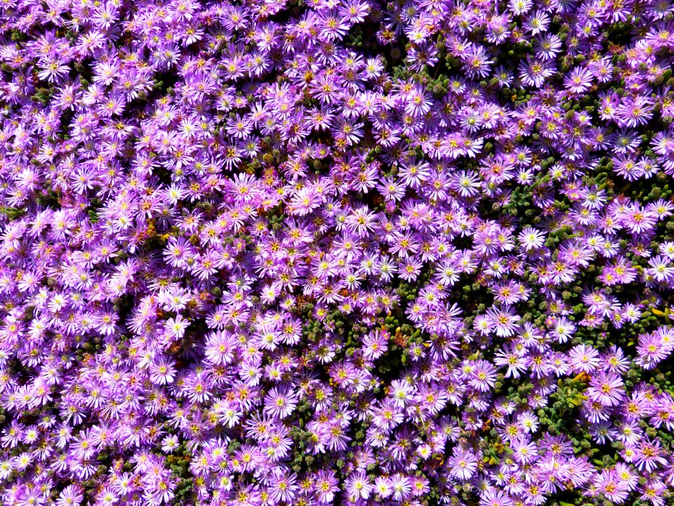 Blossom bloom flower