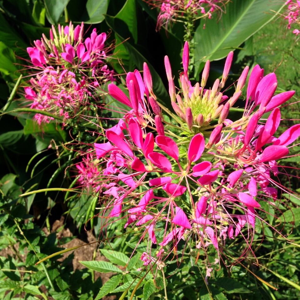 Spider flower close up summer flowers photo