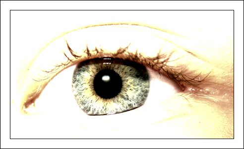 Close up pupil eyelashes photo