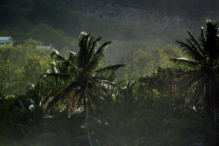 Palm landscape holiday photo