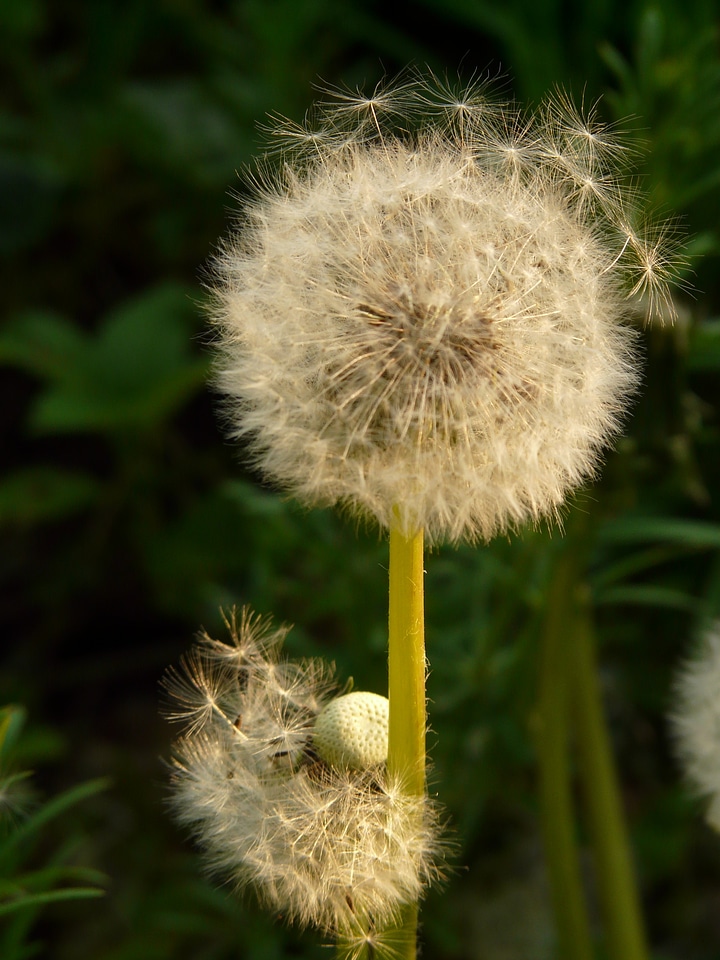 Meadow spring stalk