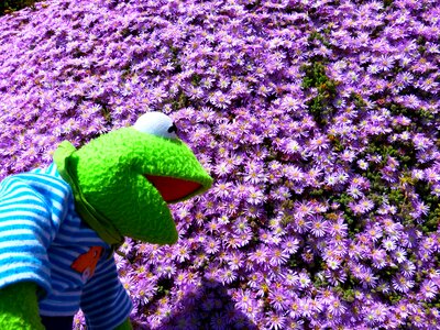 Kermit frog blossom photo