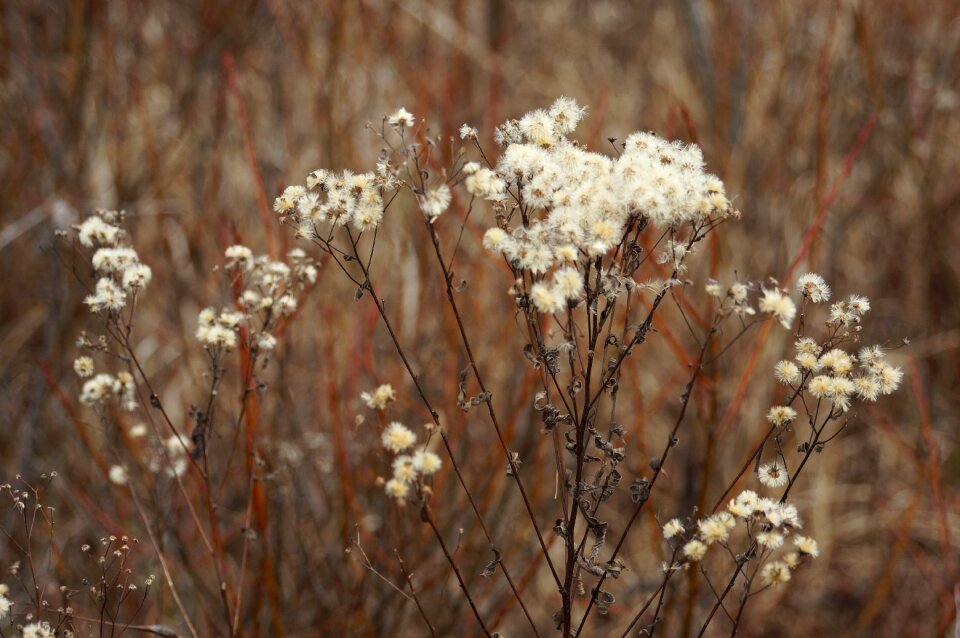 Outside nature floral