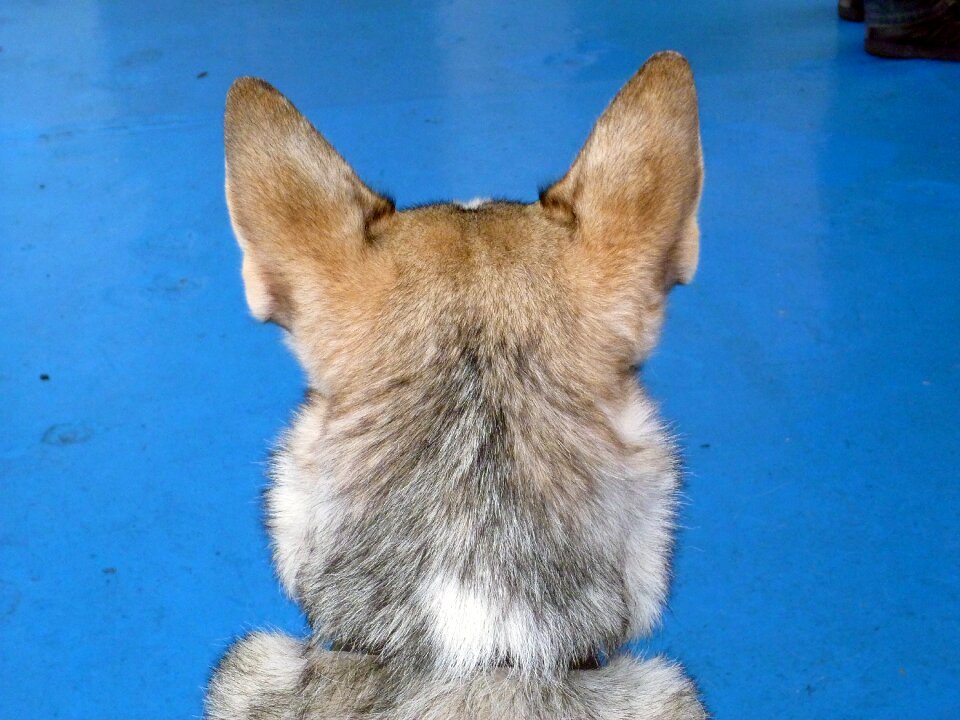 Canine domestic puppy