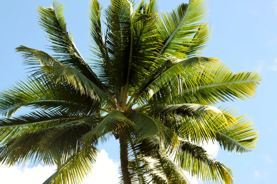 Tropic coconut tree