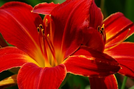 Lily flower red photo