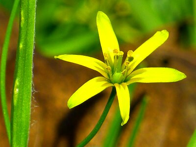 Yellow blossom bloom photo