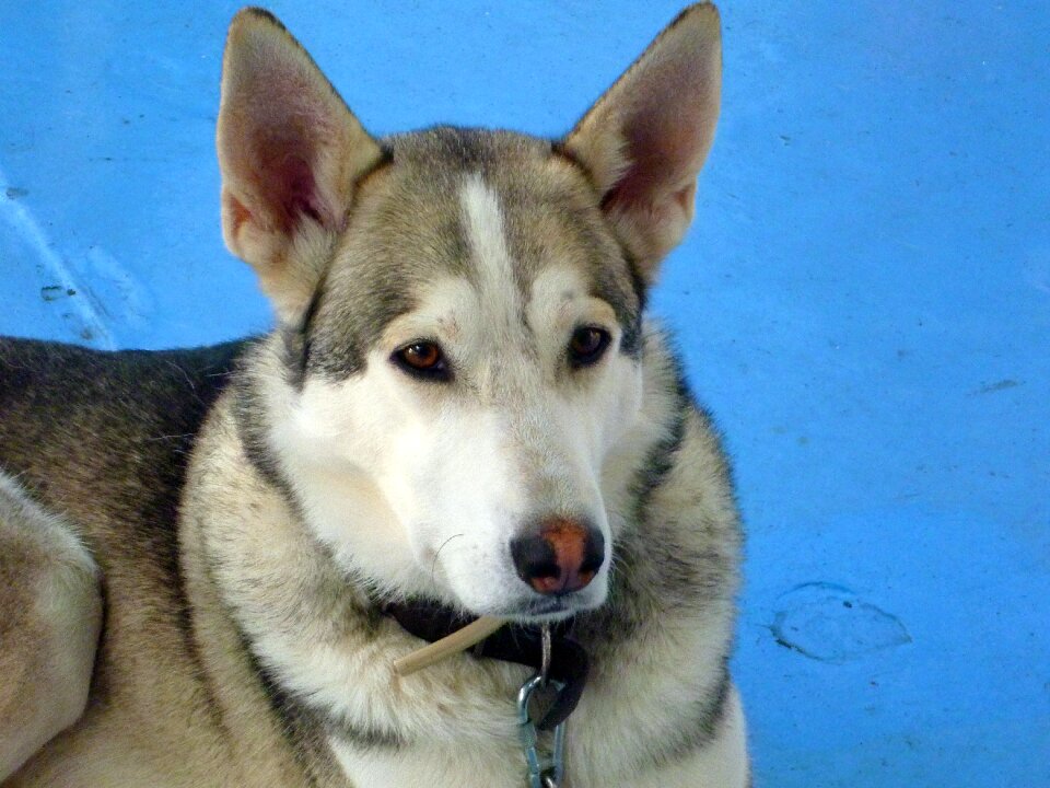 Domestic canine portrait
