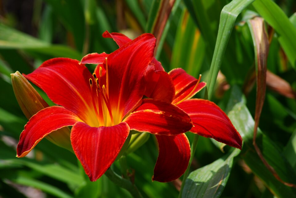 Lily flower red