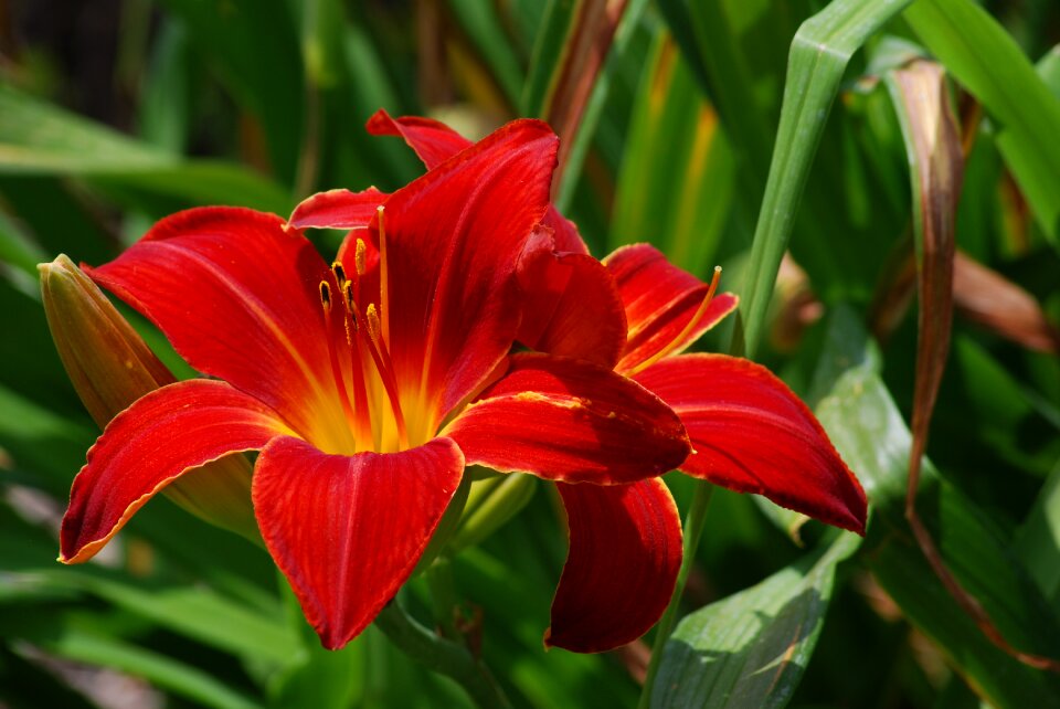 Lily flower red photo