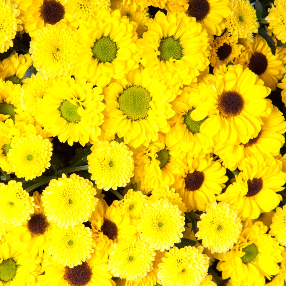 Bloom blooming blossom