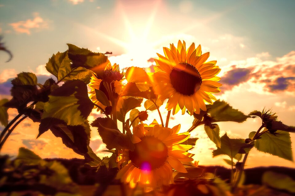 Sunshine blossom bloom
