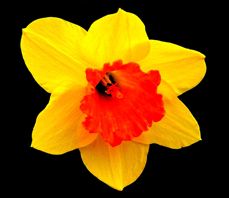 Bloom flower spring