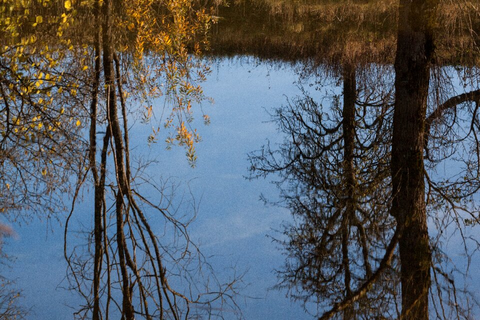 Mirroring water plant