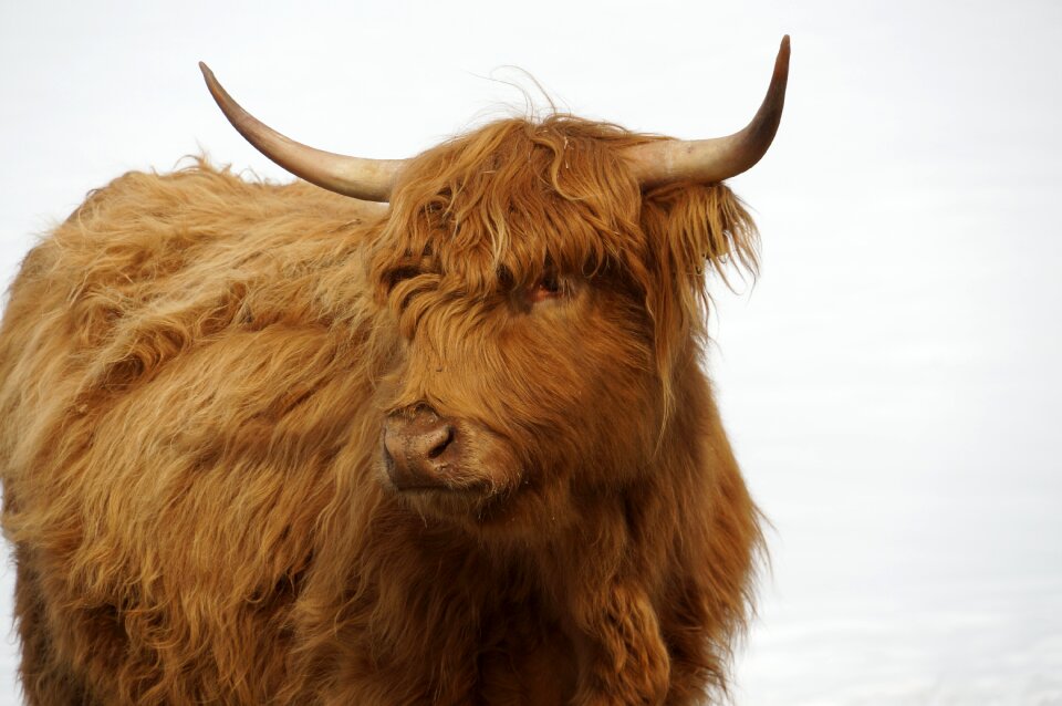 Colored farm animal
