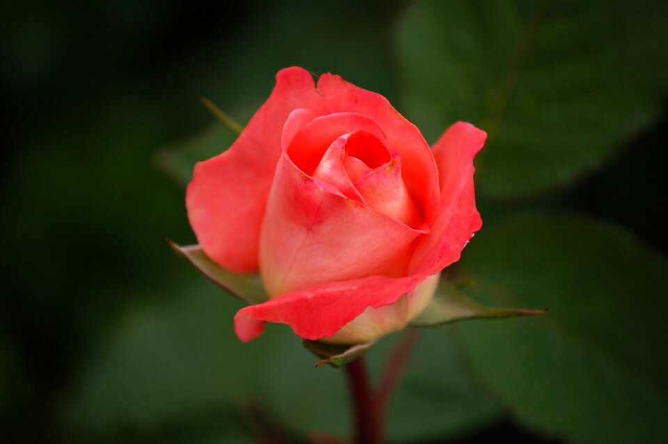 Regatta hybrid bloom