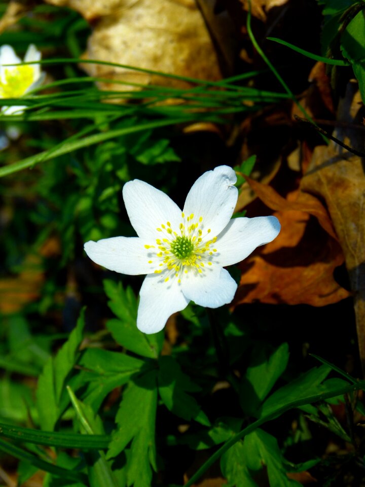 Forest flower petals