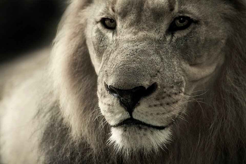 Safari wild animal animal