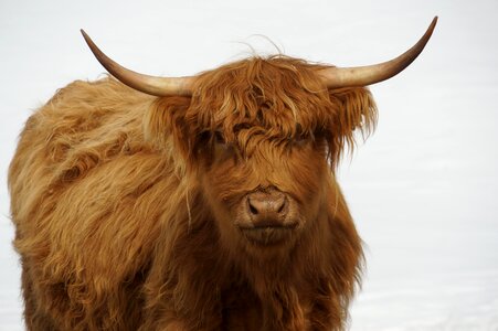 Colored farm animal