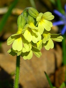 Primula elatior yellow primrose photo