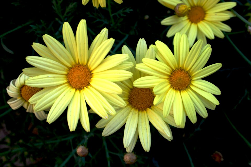 Light yellow yellow centre petals