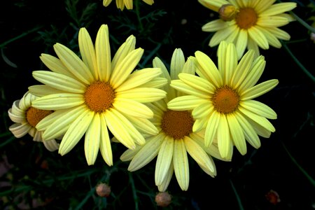 Light yellow yellow centre petals