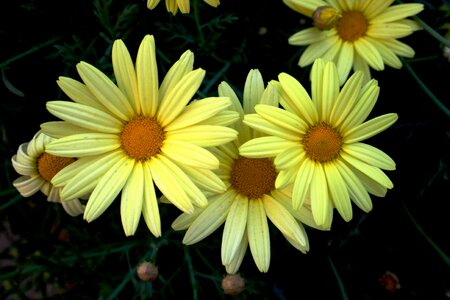 Light yellow yellow centre petals photo