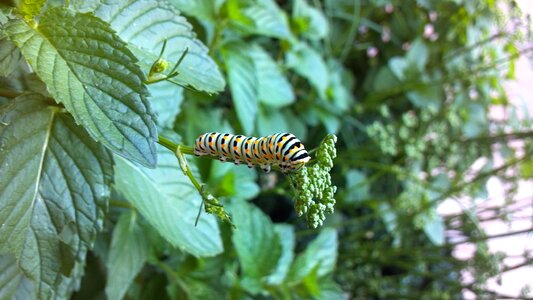 Worm green leaf photo