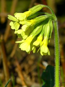 Primula elatior yellow primrose photo