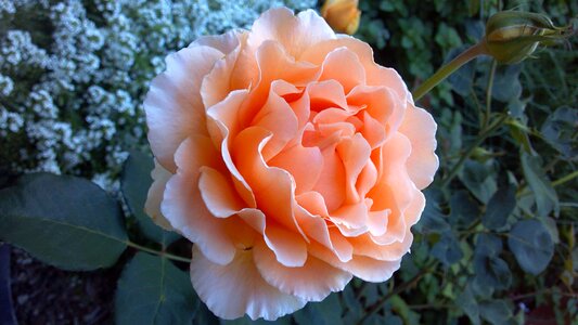 Orange petals blossoms