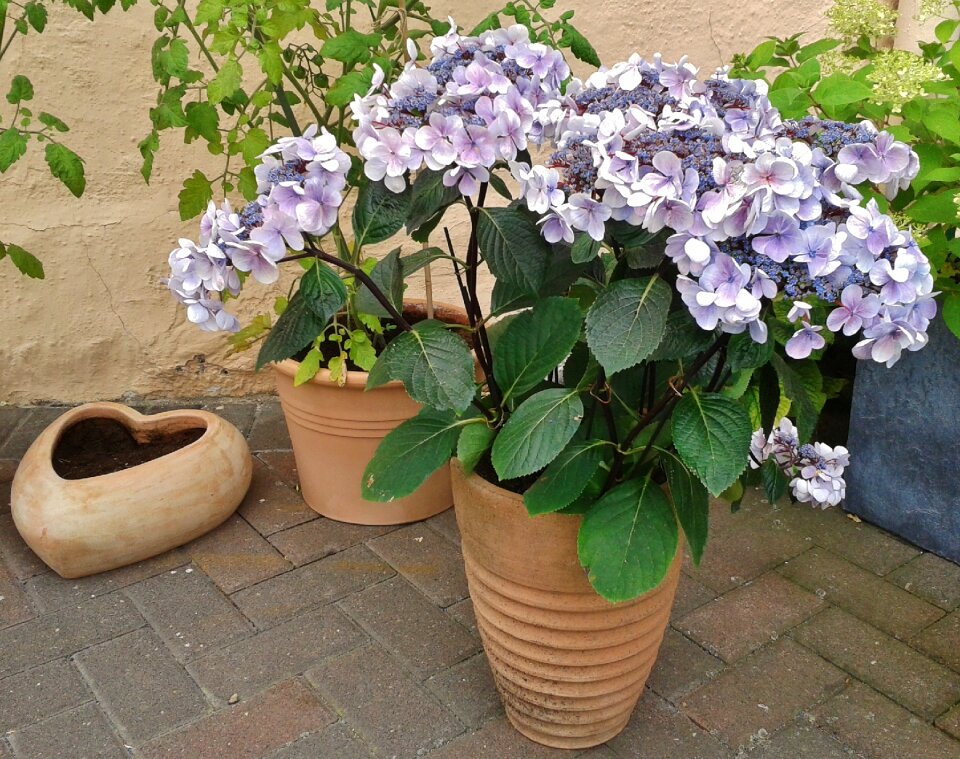 Flora plant greenhouse hydrangea