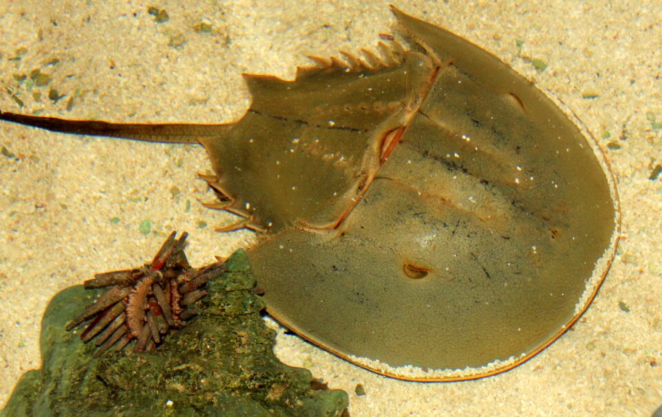 Sea marine underwater