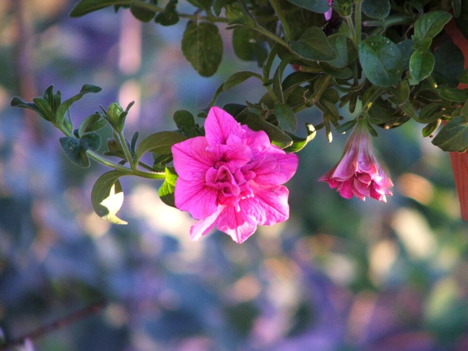 Natural blossom bloom