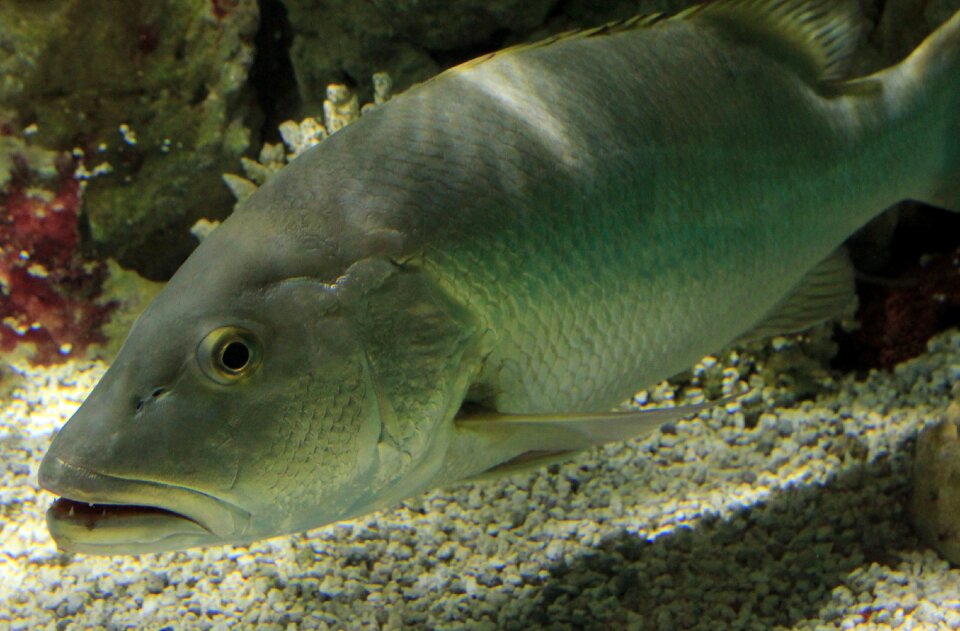 Fish sea life marine