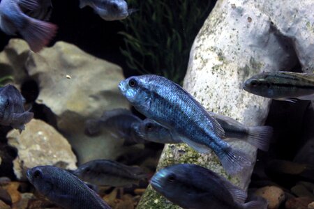 Marine underwater animal