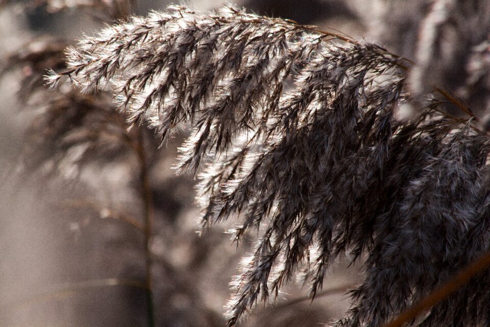 Poaceae marsh plant bluegrass